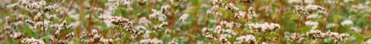 Local Buckwheat Variety,  A. van Roekel