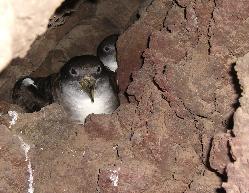 Breeding Cory's Shearwater on La Graciosa  Eva Maldener