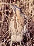 Bittern in reedbed  Ger Tik