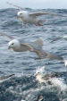 Fulmar � Jan Andries van Franeker/IMARES